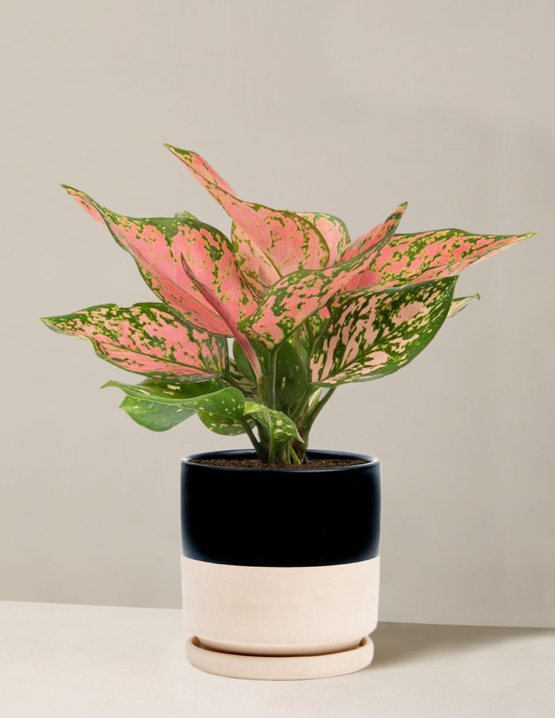 the sill Medium Aglaonema Wishes Medium Isabella Top Half Black Variant