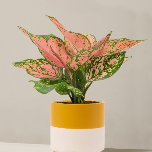 the sill Medium Aglaonema Wishes Medium Isabella Top Half Mustard Variant