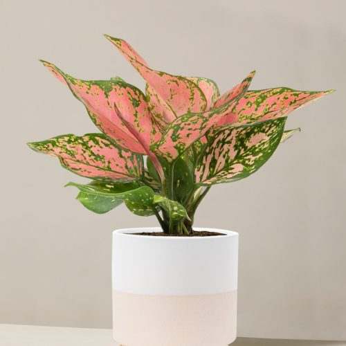 the sill Medium Aglaonema Wishes Medium Isabella Top Half White Variant