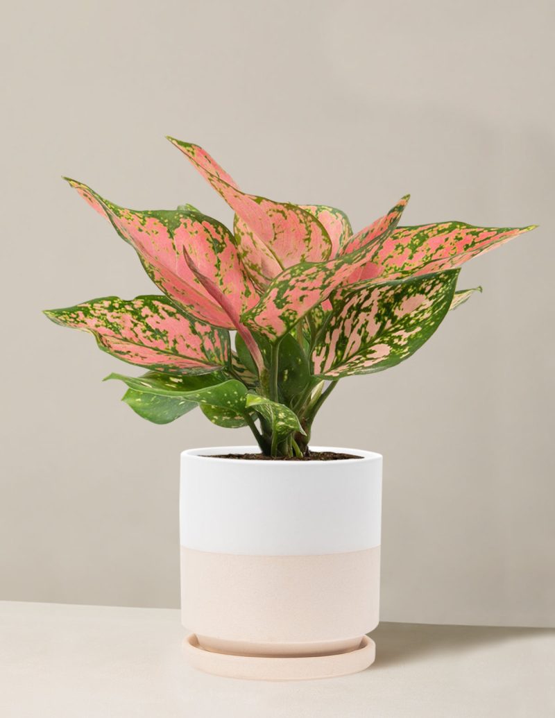 the sill Medium Aglaonema Wishes Medium Isabella Top Half White Variant