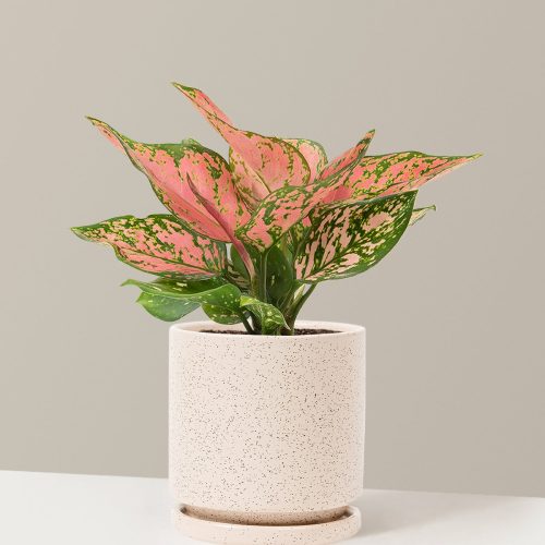 the sill Medium Aglaonema Wishes Medium Isabella White Sesame Variant