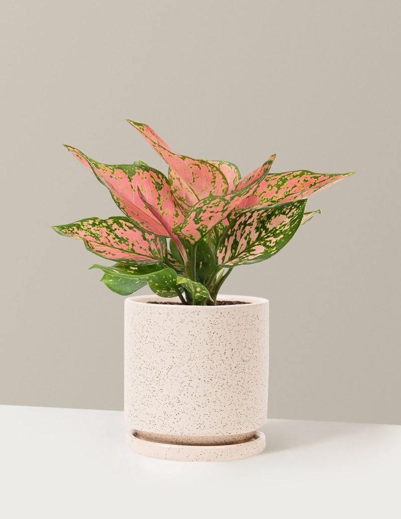 the sill Medium Aglaonema Wishes Medium Isabella White Sesame Variant