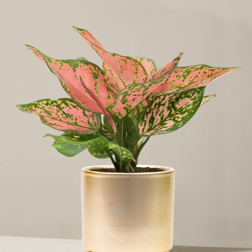 the sill Medium Aglaonema Wishes Medium isabella Gold variant