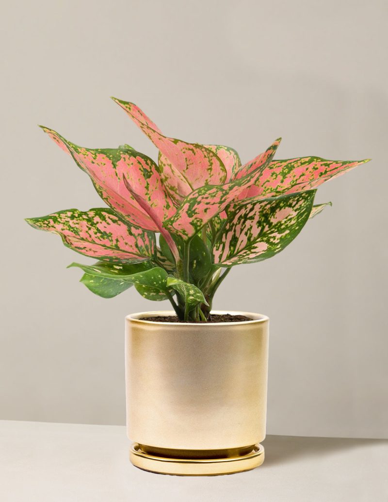 the sill Medium Aglaonema Wishes Medium isabella Gold variant