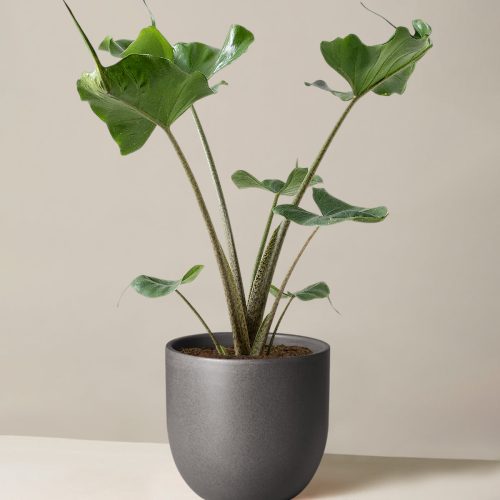 the sill Medium Alocasia Sting Ray Medium Grant Black Variant