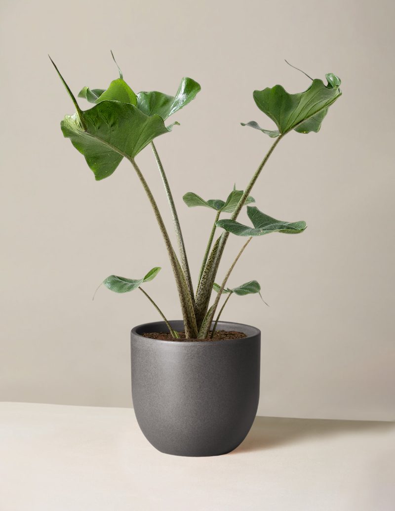 the sill Medium Alocasia Sting Ray Medium Grant Black Variant