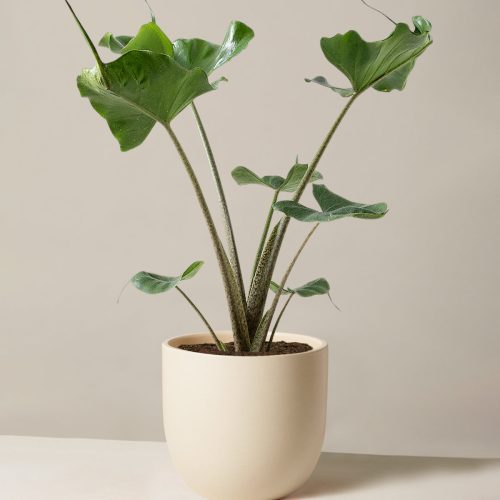 the sill Medium Alocasia Sting Ray Medium Grant Cream Variant