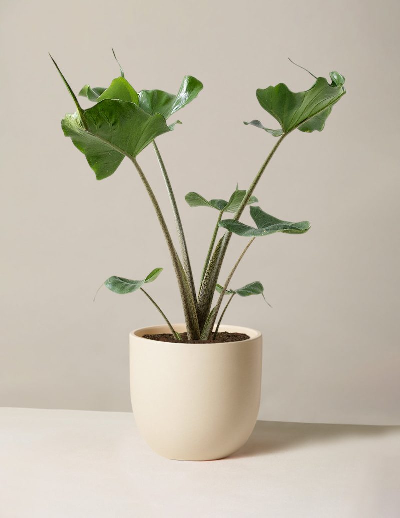 the sill Medium Alocasia Sting Ray Medium Grant Cream Variant