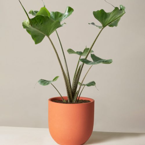 the sill Medium Alocasia Sting Ray Medium Grant Terracotta Variant