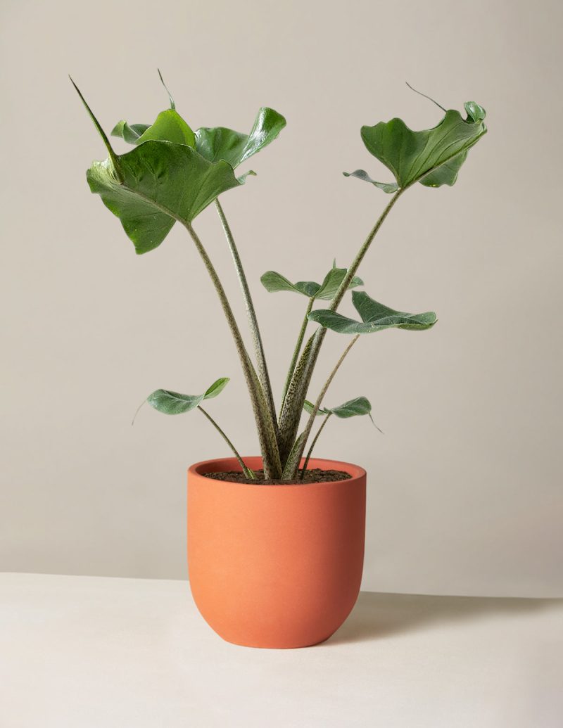 the sill Medium Alocasia Sting Ray Medium Grant Terracotta Variant