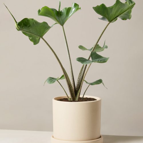 the sill Medium Alocasia Sting Ray Medium Hyde Cream Variant