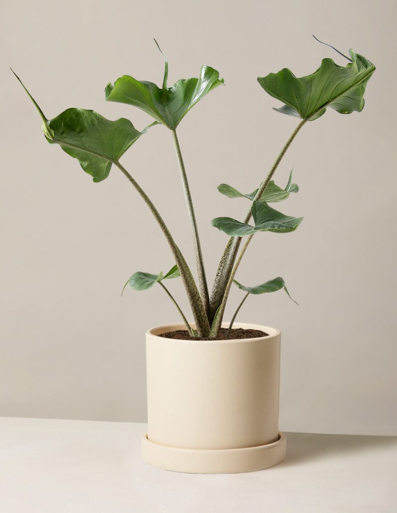 the sill Medium Alocasia Sting Ray Medium Hyde Cream Variant