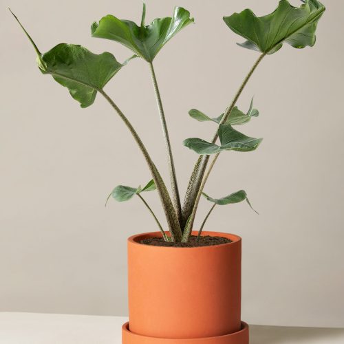 the sill Medium Alocasia Sting Ray Medium Hyde Terracotta Variant