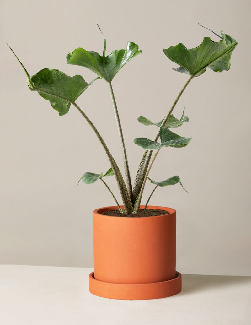 the sill Medium Alocasia Sting Ray Medium Hyde Terracotta Variant