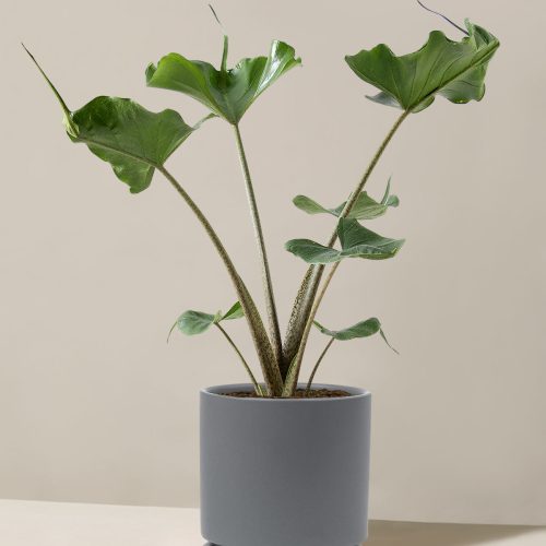 the sill Medium Alocasia Sting Ray Medium Isabella Granite Variant