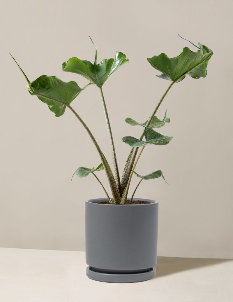 the sill Medium Alocasia Sting Ray Medium Isabella Granite Variant