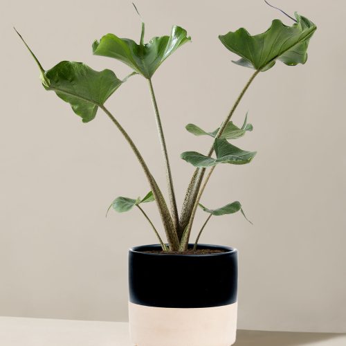 the sill Medium Alocasia Sting Ray Medium Isabella Top Half Black Variant