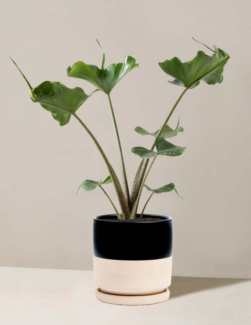 the sill Medium Alocasia Sting Ray Medium Isabella Top Half Black Variant