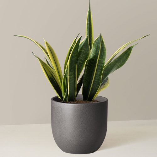 the sill Medium Sansevieria Golden Flame Medium Grant Black Variant