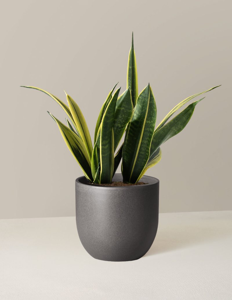 the sill Medium Sansevieria Golden Flame Medium Grant Black Variant