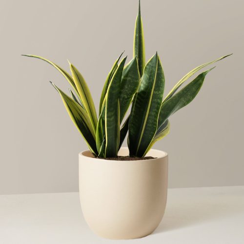 the sill Medium Sansevieria Golden Flame Medium Grant Cream Variant