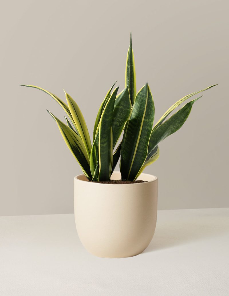 the sill Medium Sansevieria Golden Flame Medium Grant Cream Variant