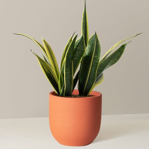 the sill Medium Sansevieria Golden Flame Medium Grant Terracotta Variant