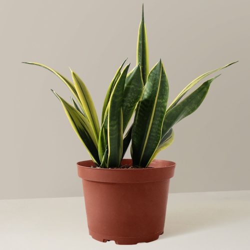 the sill Medium Sansevieria Golden Flame Medium Growpot Variant