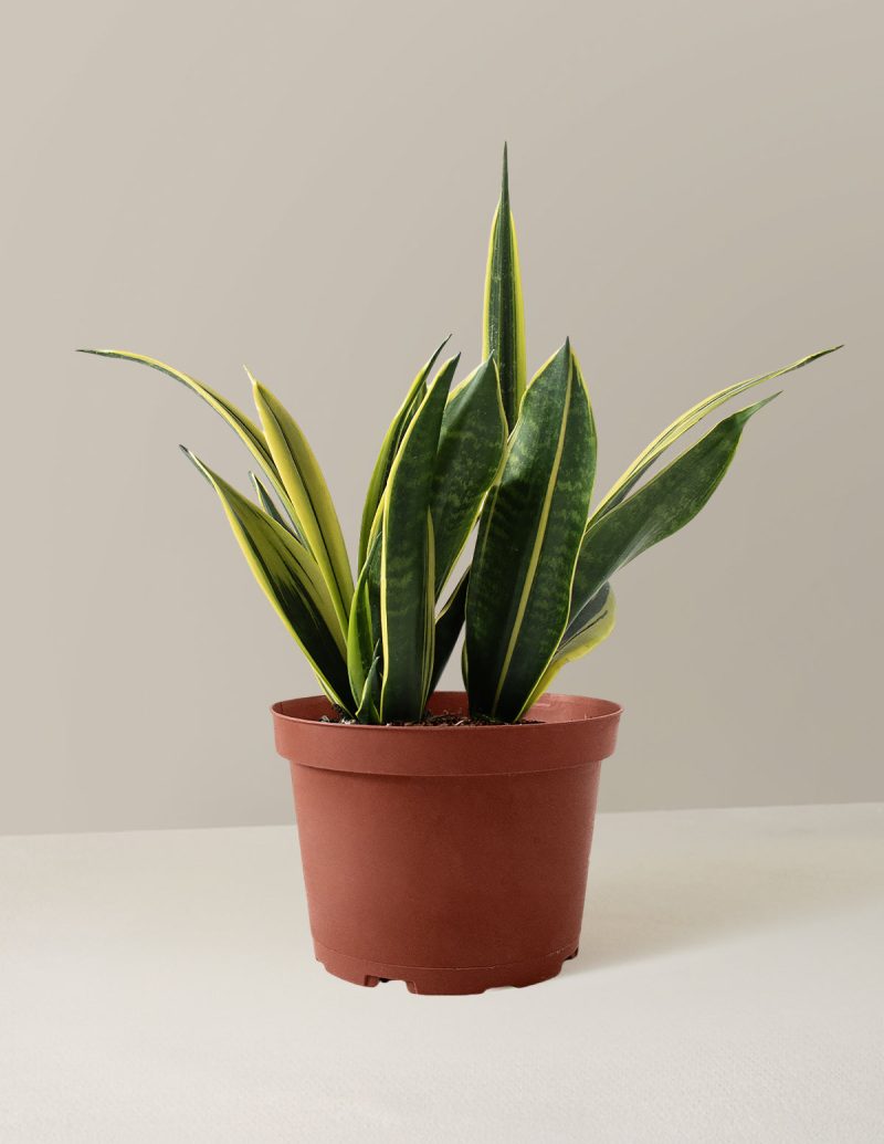 the sill Medium Sansevieria Golden Flame Medium Growpot Variant