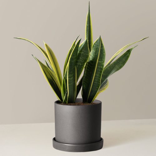 the sill Medium Sansevieria Golden Flame Medium Hyde Black Variant