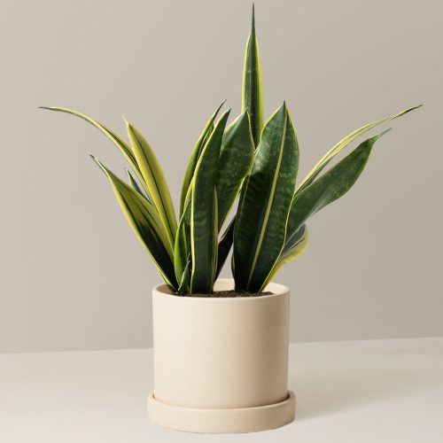 the sill Medium Sansevieria Golden Flame Medium Hyde Cream Variant