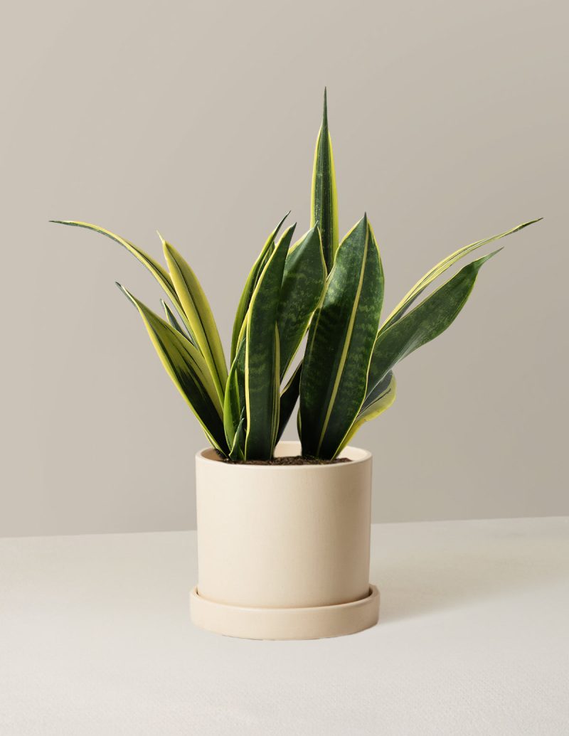 the sill Medium Sansevieria Golden Flame Medium Hyde Cream Variant