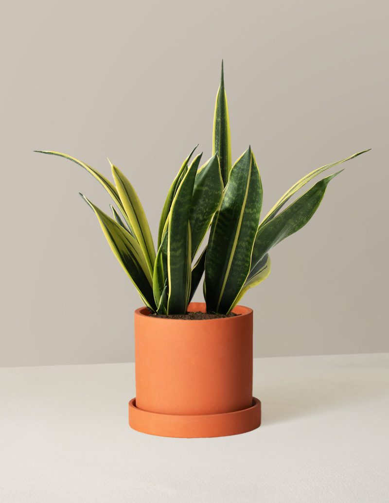 the sill Medium Sansevieria Golden Flame Medium Hyde Terracotta Variant