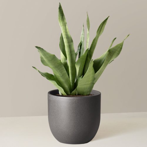 the sill Medium Sansevieria Moonshine Medium Grant Black Variant 1