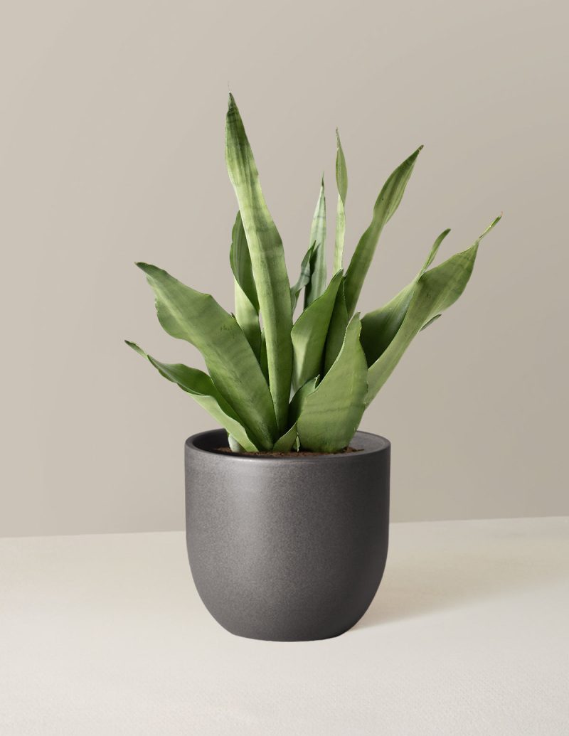 the sill Medium Sansevieria Moonshine Medium Grant Black Variant 1