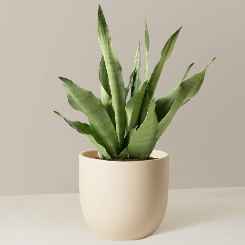 the sill Medium Sansevieria Moonshine Medium Grant Cream Variant 1