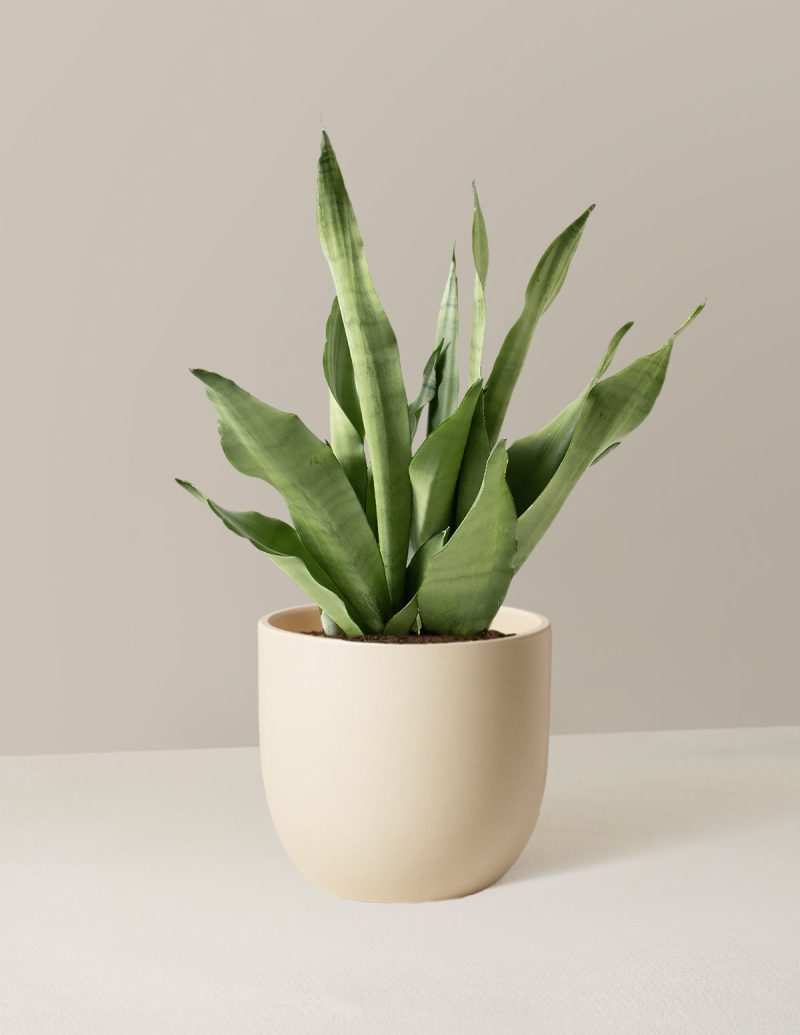 the sill Medium Sansevieria Moonshine Medium Grant Cream Variant 1