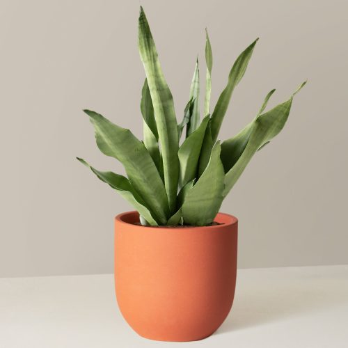 the sill Medium Sansevieria Moonshine Medium Grant Terracotta Variant