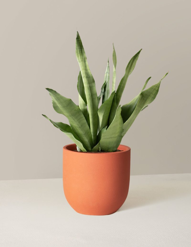 the sill Medium Sansevieria Moonshine Medium Grant Terracotta Variant