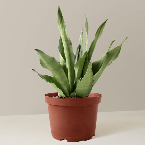 the sill Medium Sansevieria Moonshine Medium Growpot Variant