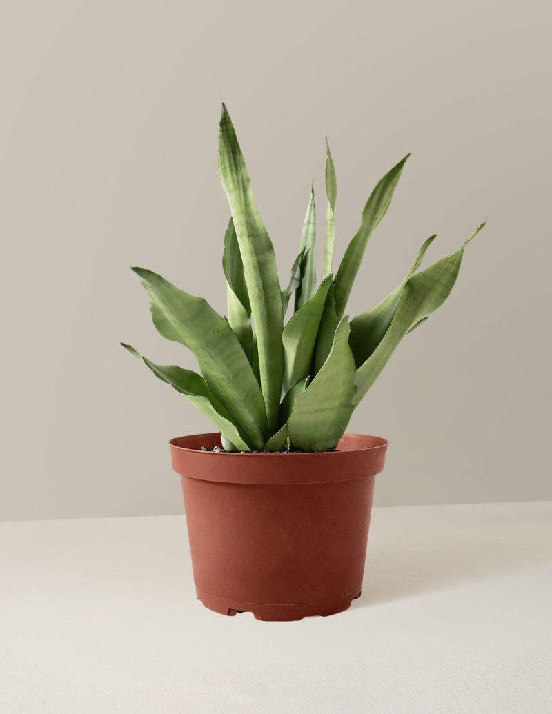 the sill Medium Sansevieria Moonshine Medium Growpot Variant