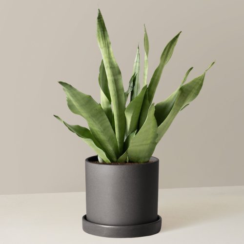 the sill Medium Sansevieria Moonshine Medium Hyde Black Variant 3c74511a 7e43 40c9 9066 0653b551403d