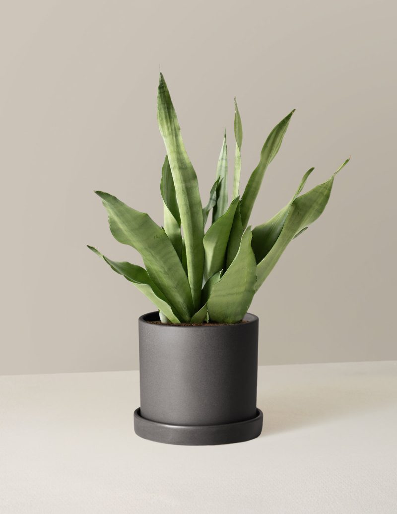 the sill Medium Sansevieria Moonshine Medium Hyde Black Variant 3c74511a 7e43 40c9 9066 0653b551403d