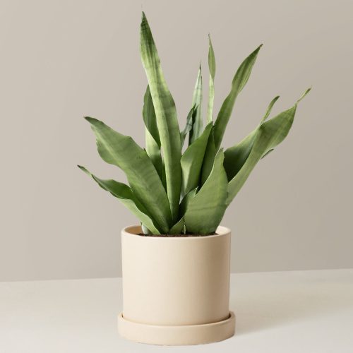 the sill Medium Sansevieria Moonshine Medium Hyde Cream Variant