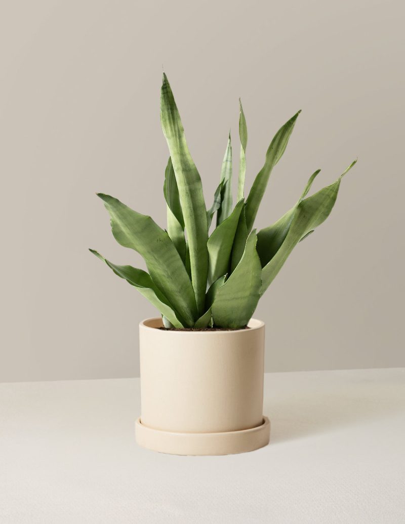 the sill Medium Sansevieria Moonshine Medium Hyde Cream Variant