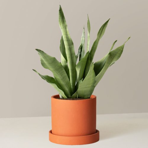 the sill Medium Sansevieria Moonshine Medium Hyde Terracotta Variant