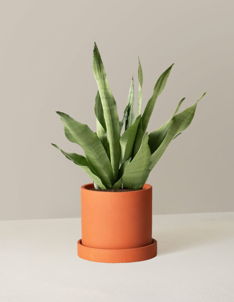 the sill Medium Sansevieria Moonshine Medium Hyde Terracotta Variant