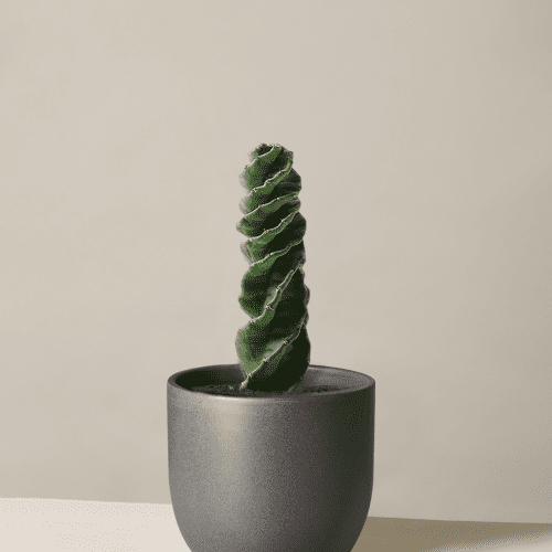 the sill Medium Spiral Cactus Medium Grant Black Variant