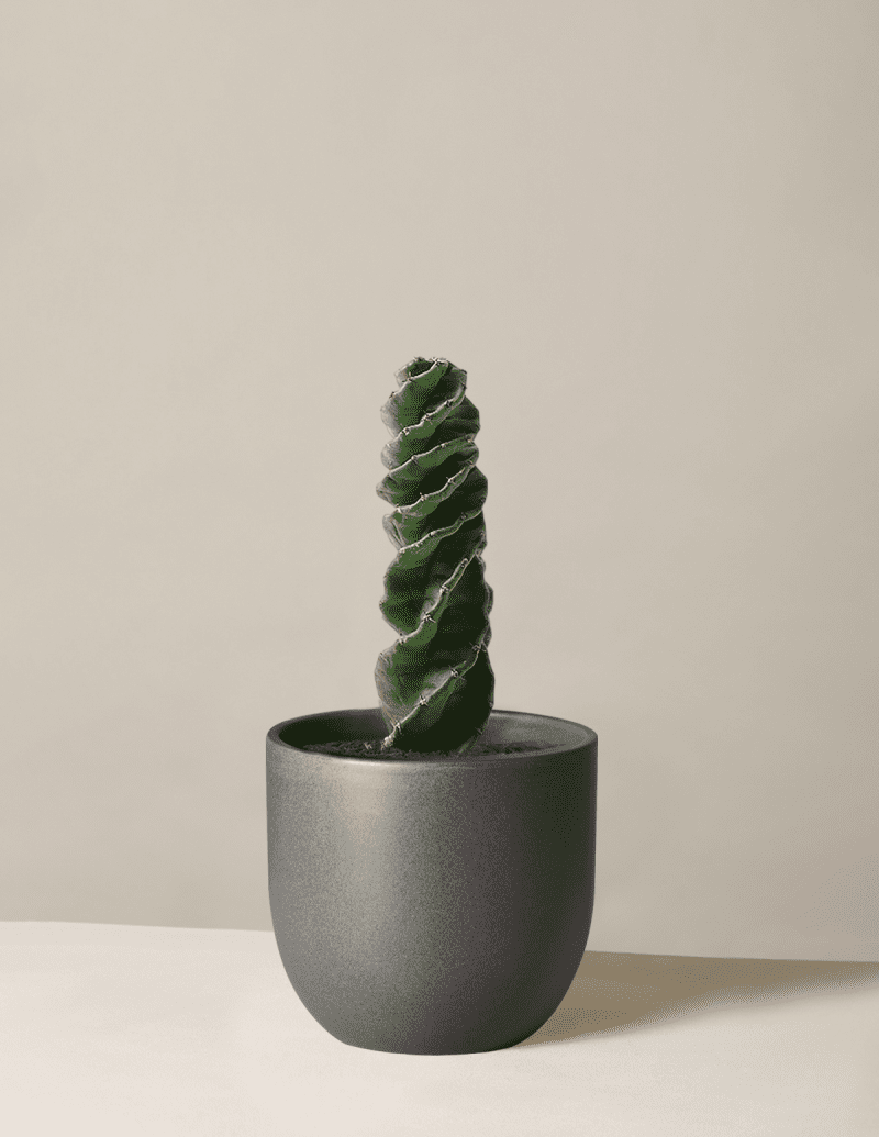 the sill Medium Spiral Cactus Medium Grant Black Variant