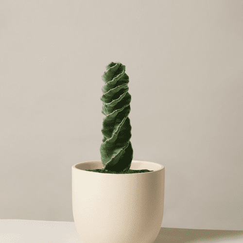 the sill Medium Spiral Cactus Medium Grant Cream Variant